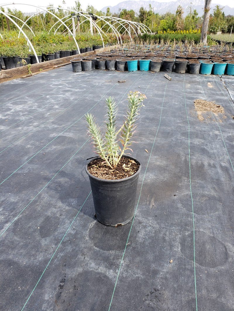 Photo for Euphorbia rigida (Silver Spurge)