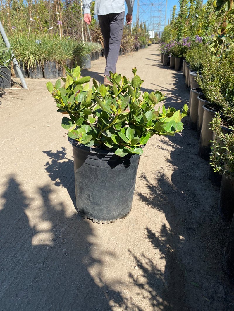 Photo for Carissa macrocarpa 'Tuttle' (Dwarf Natal Plum)