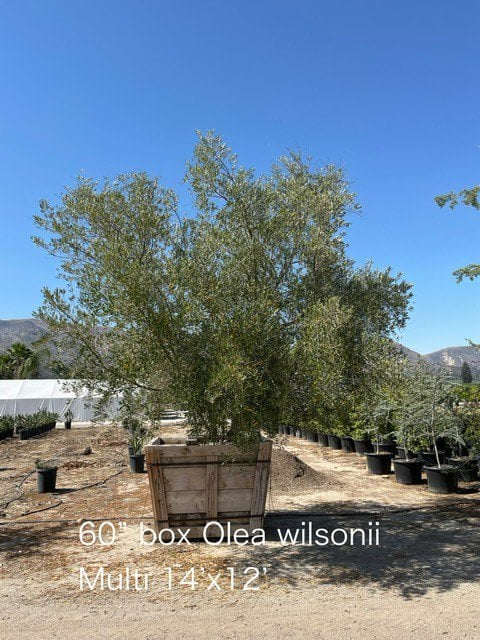 Photo for Olea europaea 'Wilsonii' (Wilsonii Fruitless Olive)