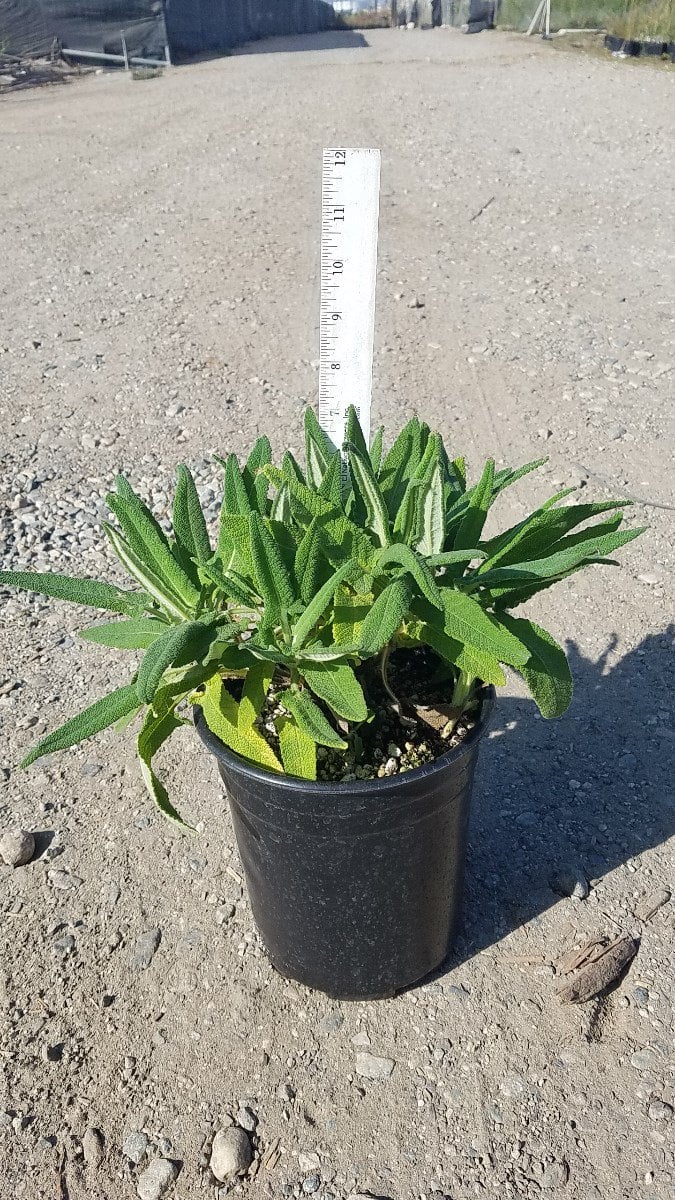 Photo for Salvia spathacea (Hummingbird Sage, Pitcher Sage)