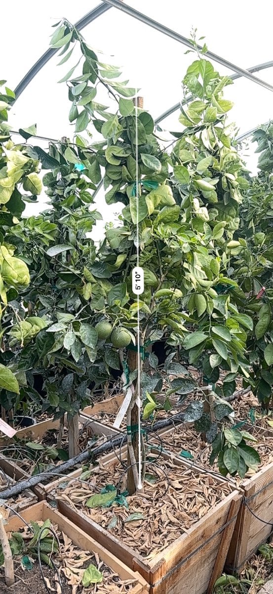 Photo for Citrus sinensis 'Washington' (Washington Navel Orange)