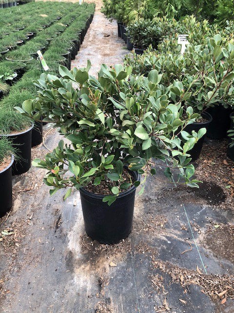 Photo for Rhaphiolepis indica (Indian Hawthorn)