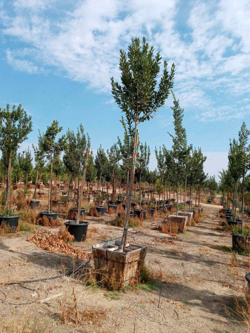 Photo for Laurus nobilis (Standard) (Sweet bay)