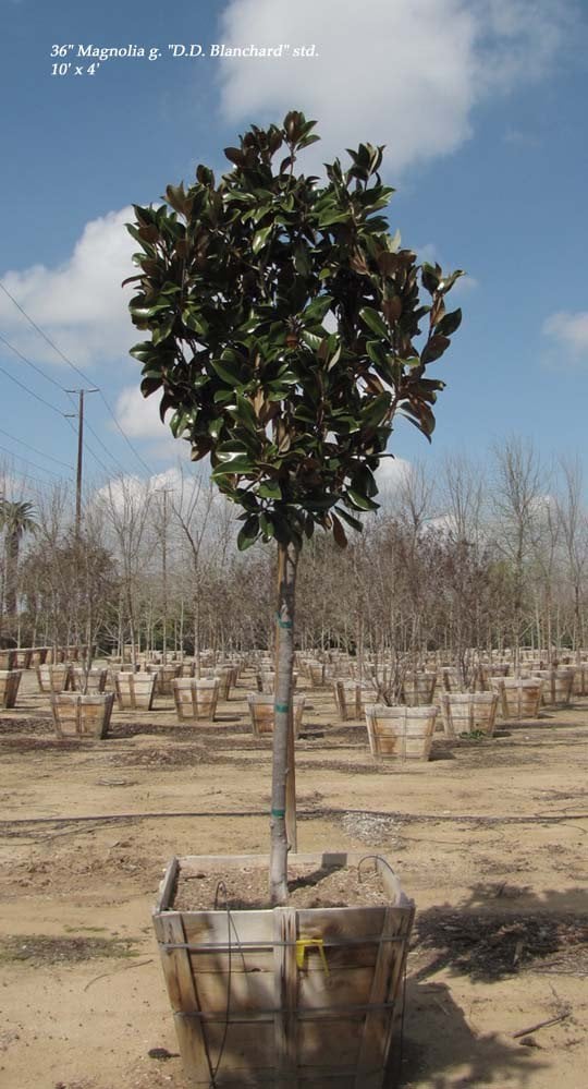 Photo for Magnolia grandiflora 'D.D. Blanchard' (D.D. Blanchard Southern Magnolia)