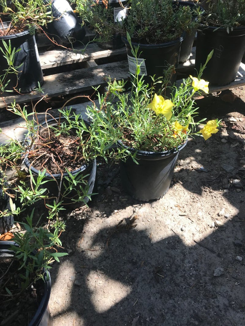 Photo for Calylophus hartwegii (Hartweg's Sundrops)