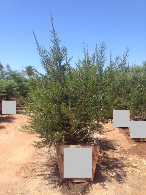 Photo for Melaleuca nesophila (Multi) (Pink Melaleuca)