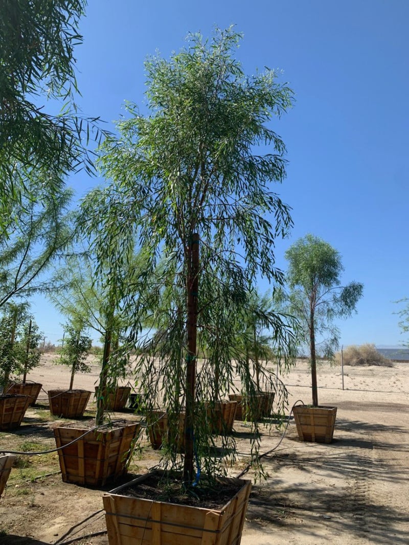 Photo for Acacia salicina (Willow Acacia)