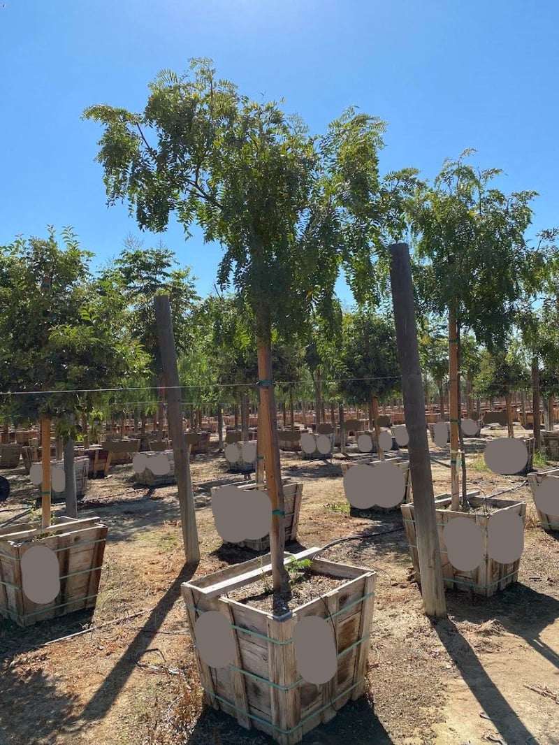 Photo for Gleditsia triacanthos 'Shademaster' (Shademaster Thornless Honey Locust)