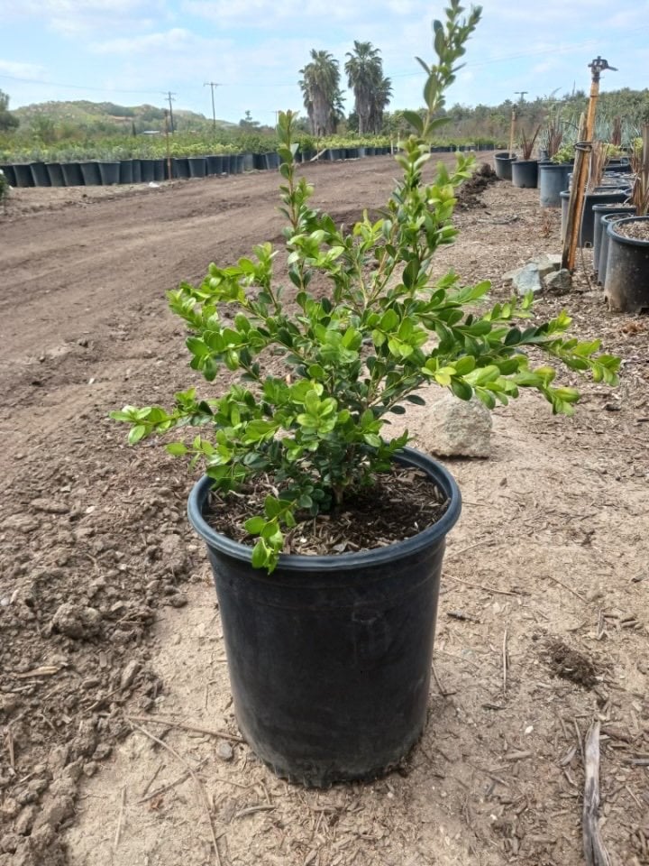 Photo for Buxus (Boxwood)