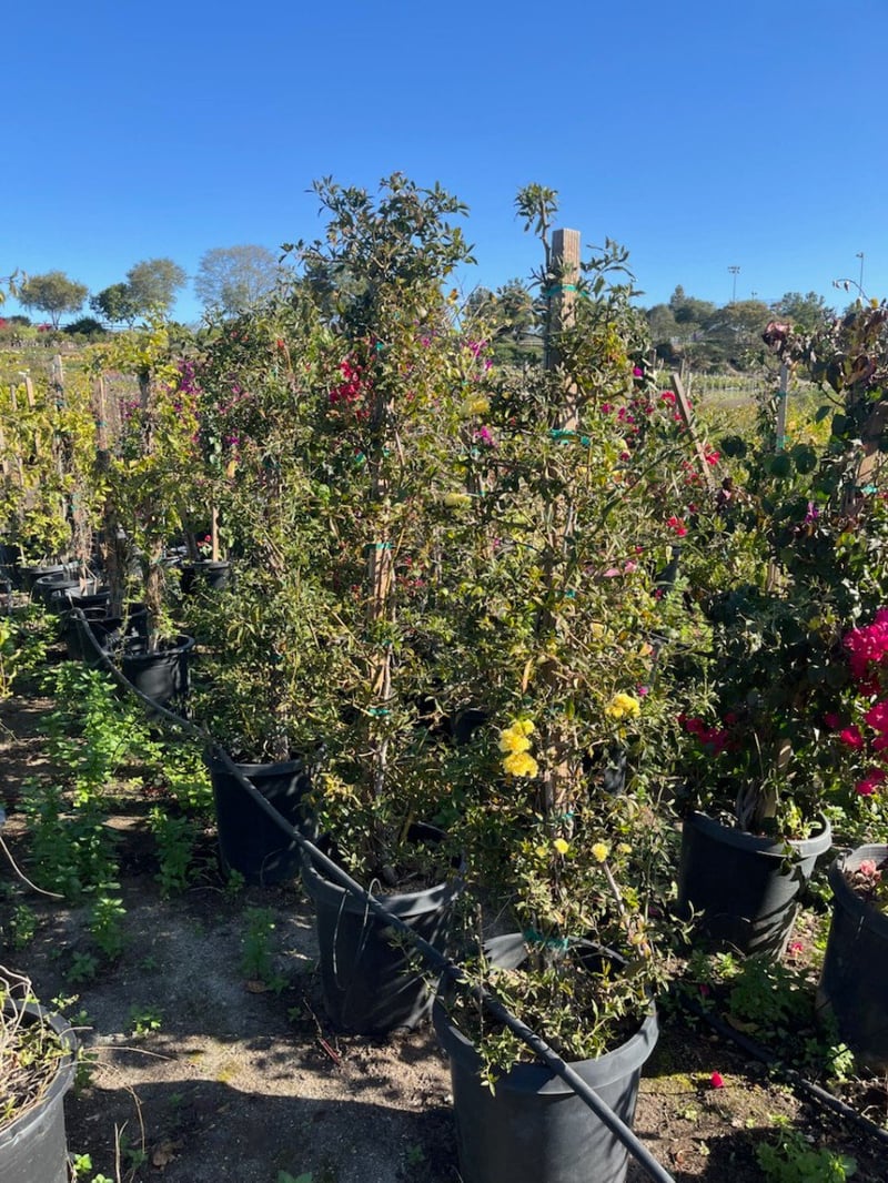 Photo for Rosa banksiae (Lady Banks Climbing Rose)