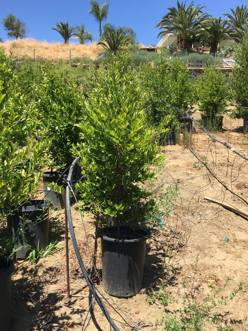 Photo for Prunus caroliniana 'Bright 'n Tight' ('Compacta') (COLUMN) (Bright 'N Tight ('Compacta') Carolina Laurel Cherry)