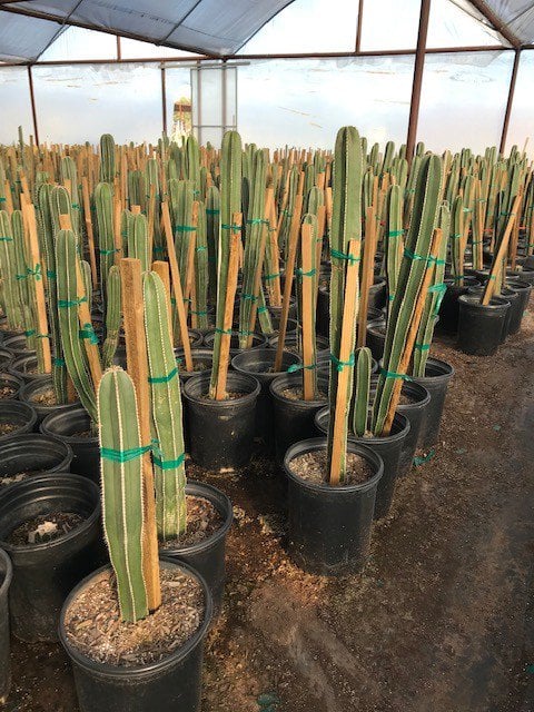 Photo for Lemaireocereus marginatus (Pachycereus marginatus) (Mexican Fence Post Cactus)