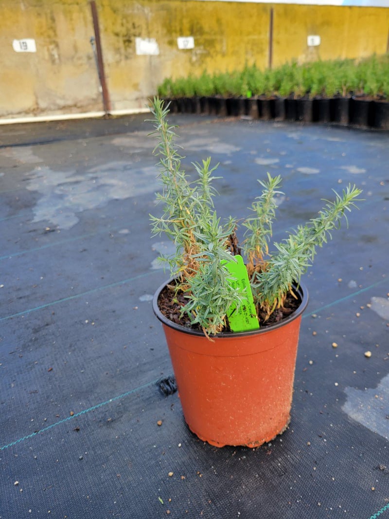 Photo for Epilobium canum 'Catalina' (Catalina Fuchsia)