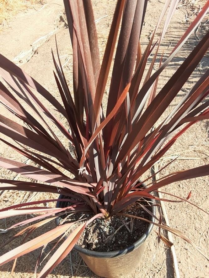 Photo for Phormium 'Dusky Chief' (Dusky Chief New Zealand Flax)