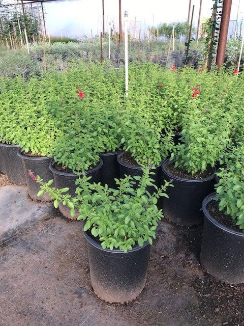 Photo for Salvia greggii (Autumn Sage)