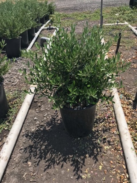 Photo for Olea europaea 'Montra' (Little Ollie Dwarf Olive)