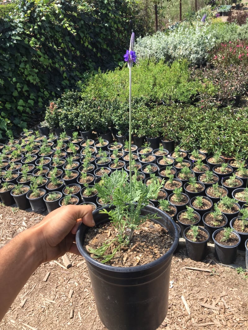 Photo for Lavandula pinnata (Jagged Lavender)