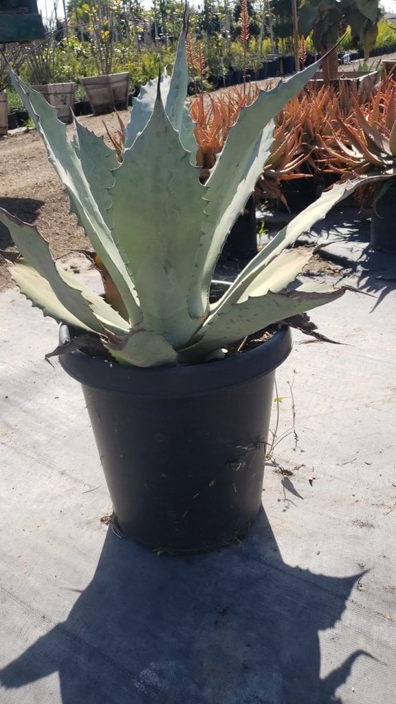 Photo for Agave franzosinii (Majestic Agave)