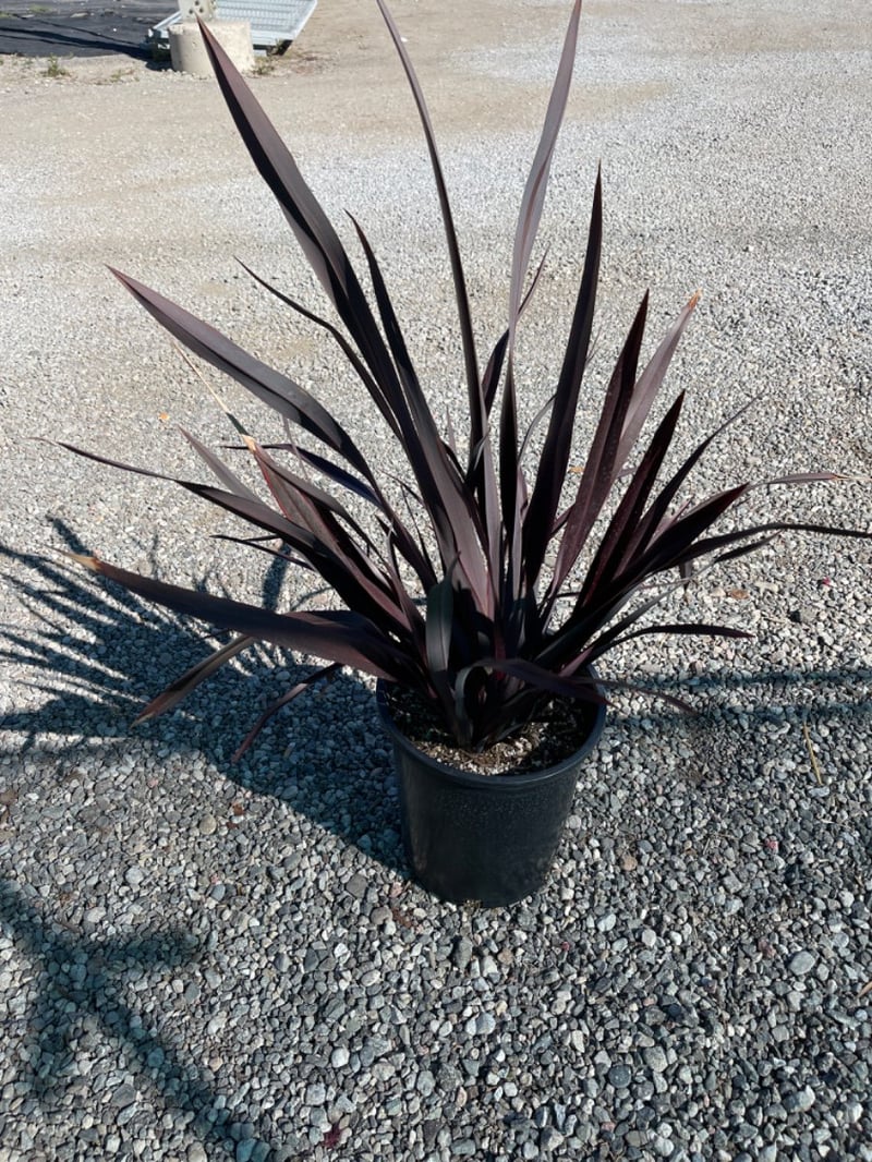 Photo for Phormium 'Dark Delight (Dark Delight New Zealand Flax)