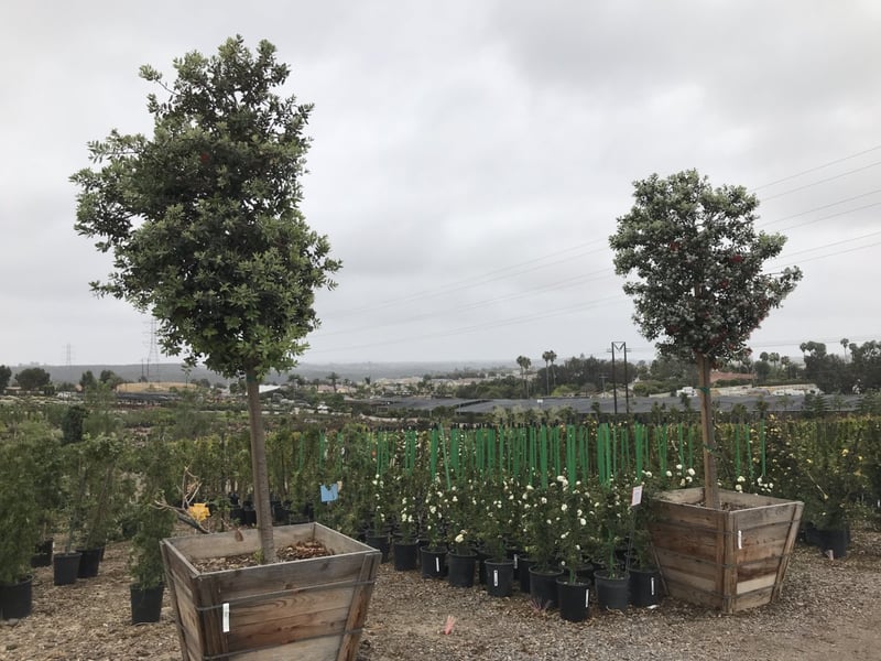 Photo for Metrosideros excelsa (Standard) (New Zealand Christmas Tree)
