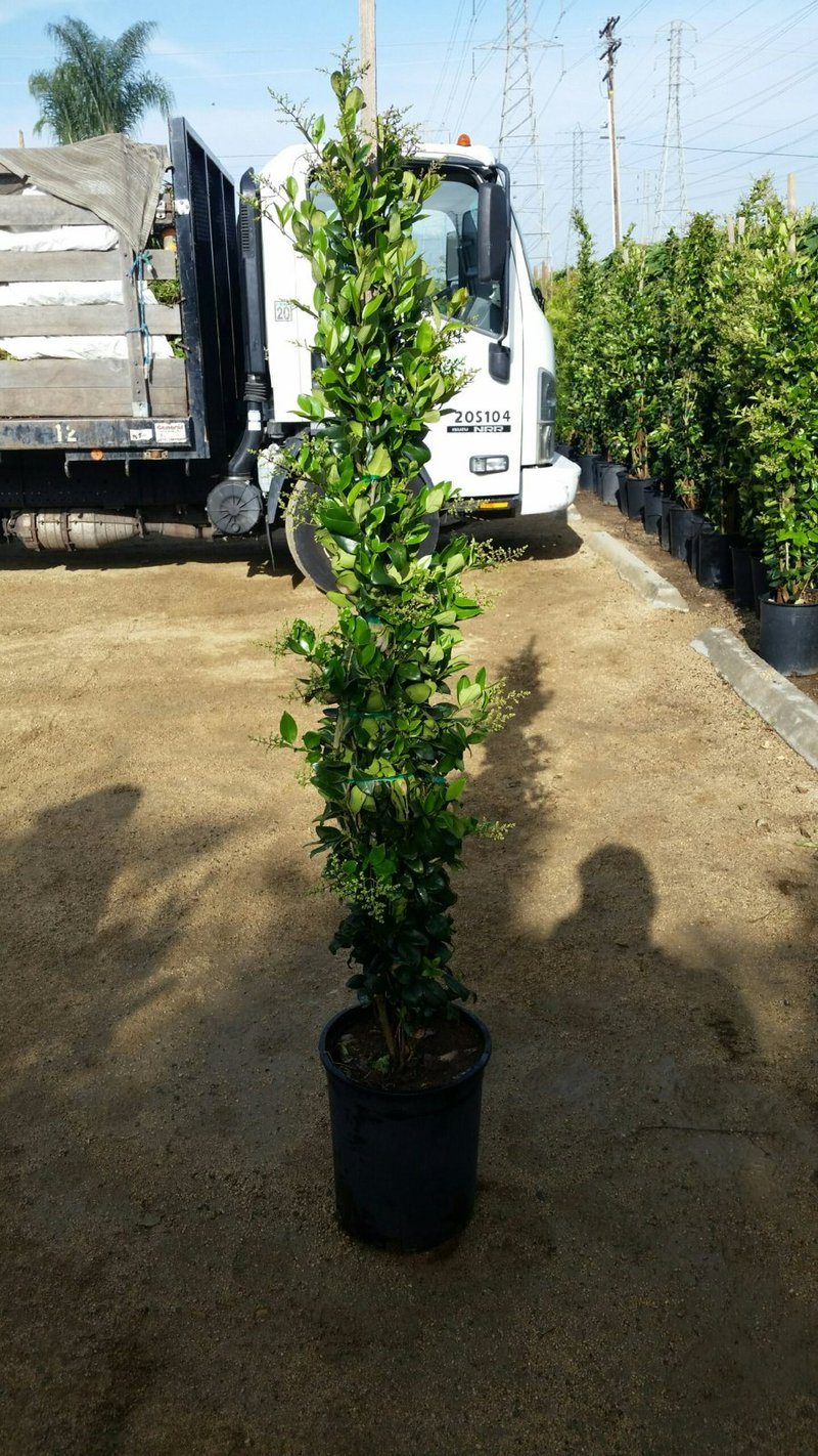 Photo for Ligustrum japonicum 'Texanum' (Waxleaf Privet)