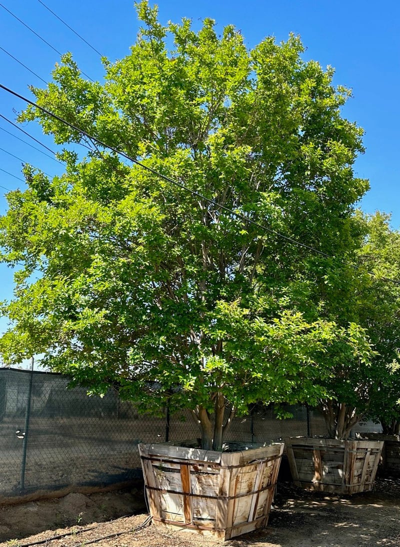Photo for Lagerstroemia indica x fauriei 'Muskogee' (Muskogee Crape Myrtle)