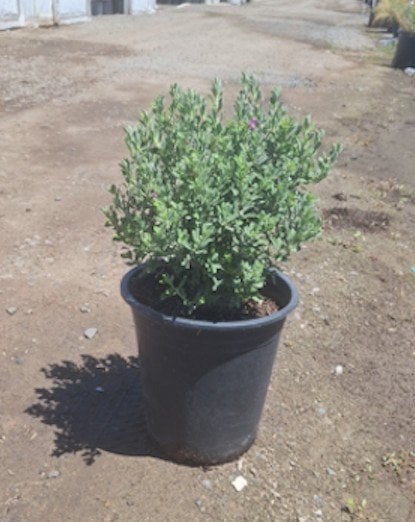 Photo for Leucophyllum frutescens 'Green Cloud' (Green Cloud Texas Ranger)