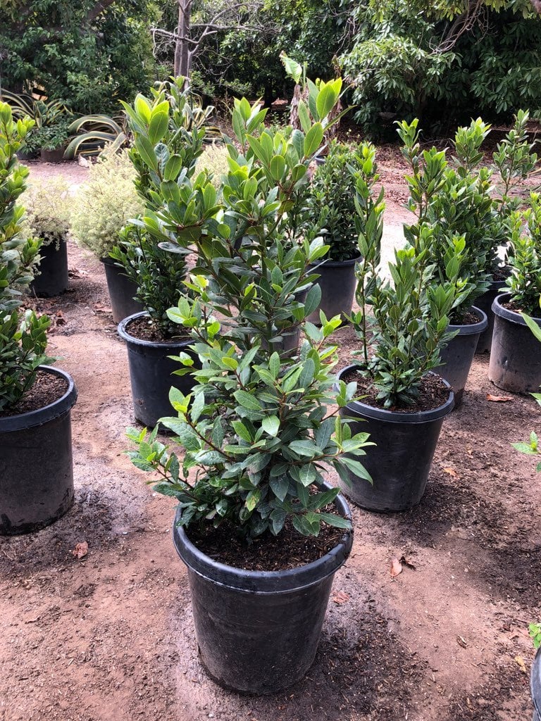 Photo for Laurus nobilis (Bush) (Sweet Bay Laurel)