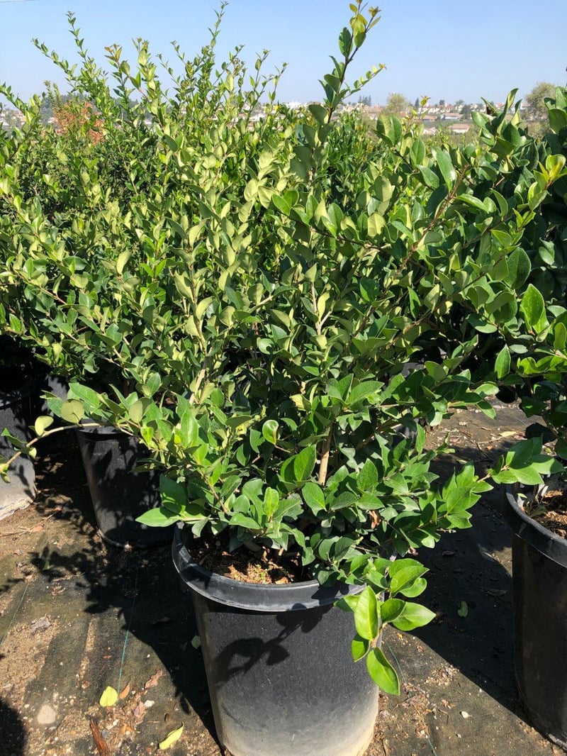 Photo for Ligustrum japonicum 'Texanum' (Waxleaf Privet)