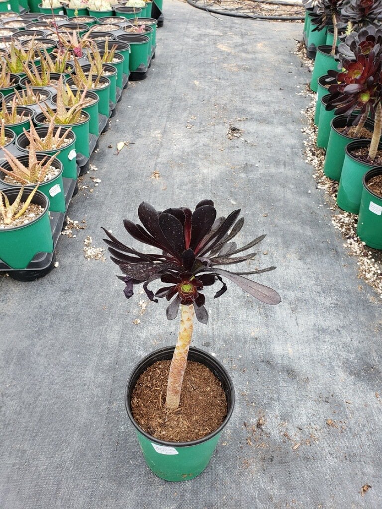 Photo for Aeonium arboreum 'Zwartkop' (Black Rose Aeonium)