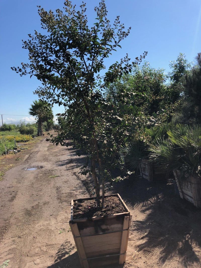 Photo for Lagerstroemia indica x fauriei 'Tuscarora' (Multi) (Tuscarora Crape Myrtle)