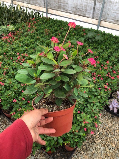 Photo for Euphorbia milii (Crown of Thorns)