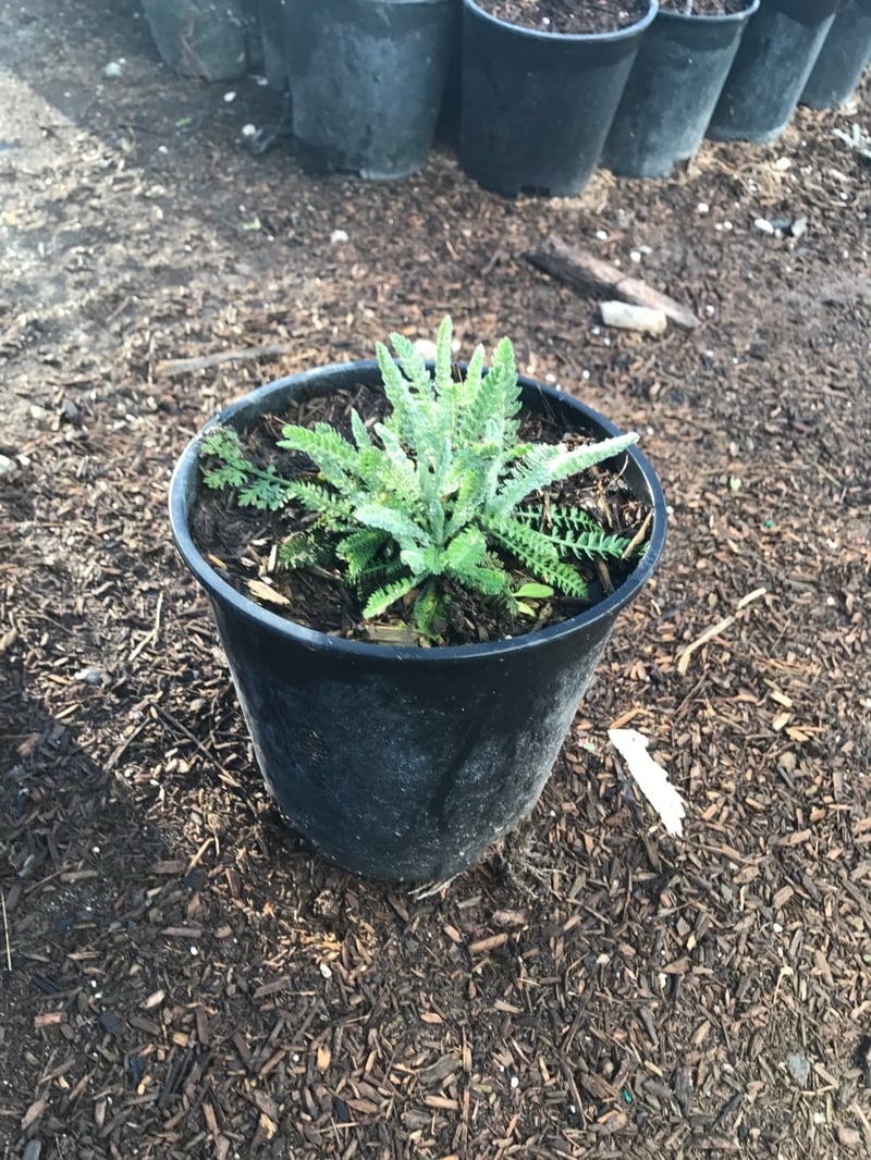 Photo for Achillea 'Moonshine' (Moonshine Yarrow)