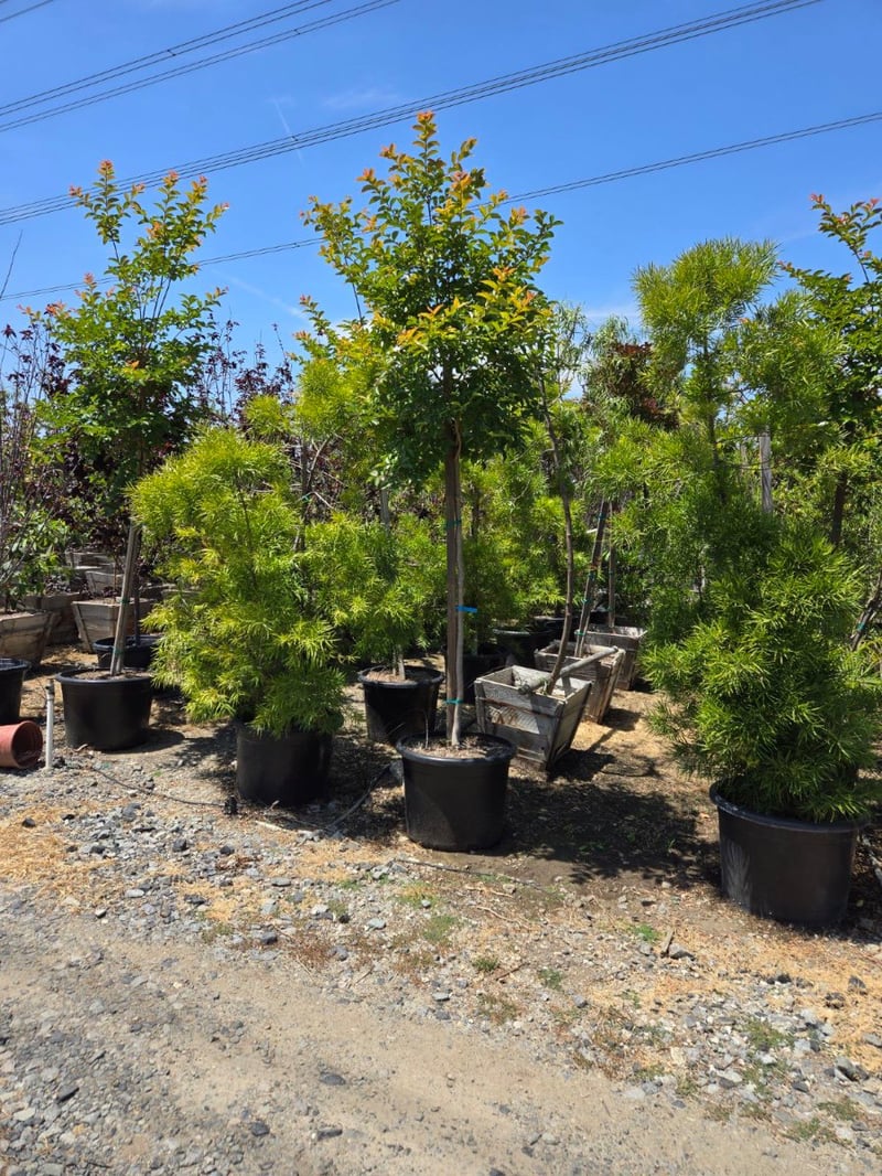 Photo for Lagerstroemia indica (Standard) (Crape Myrtle)