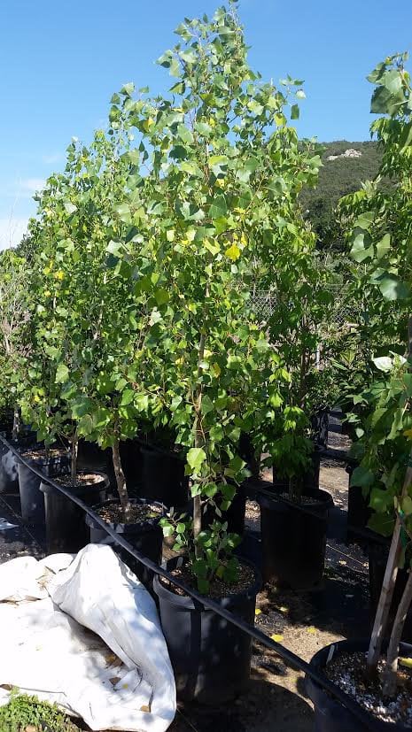 Photo for Populus fremontii (Standard) (Fremont Cottonwood)