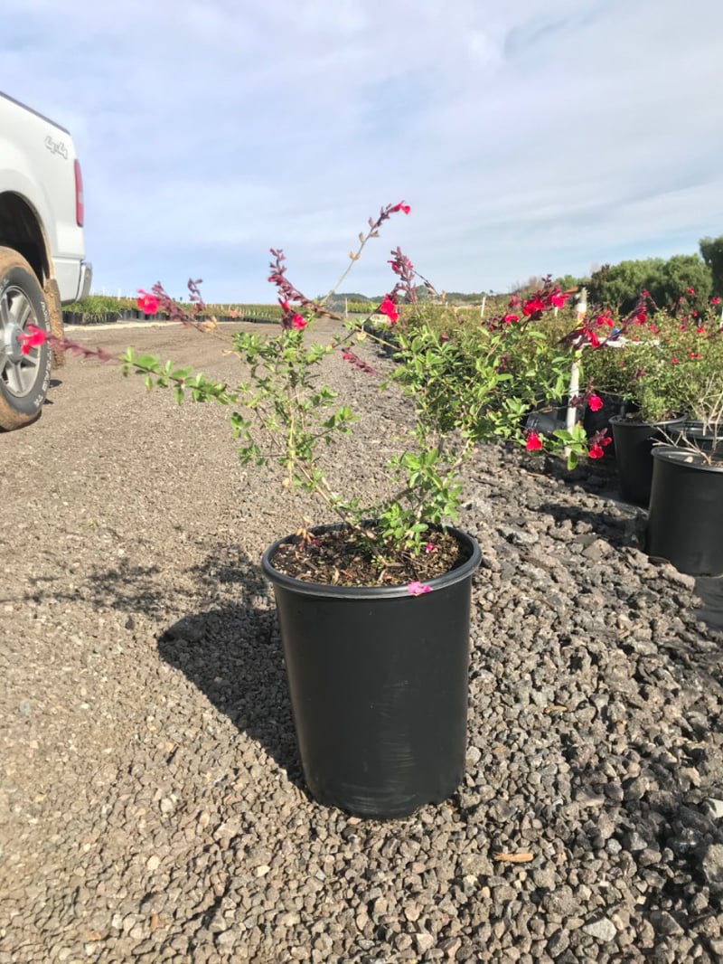 Photo for Salvia greggii (Autumn Sage)
