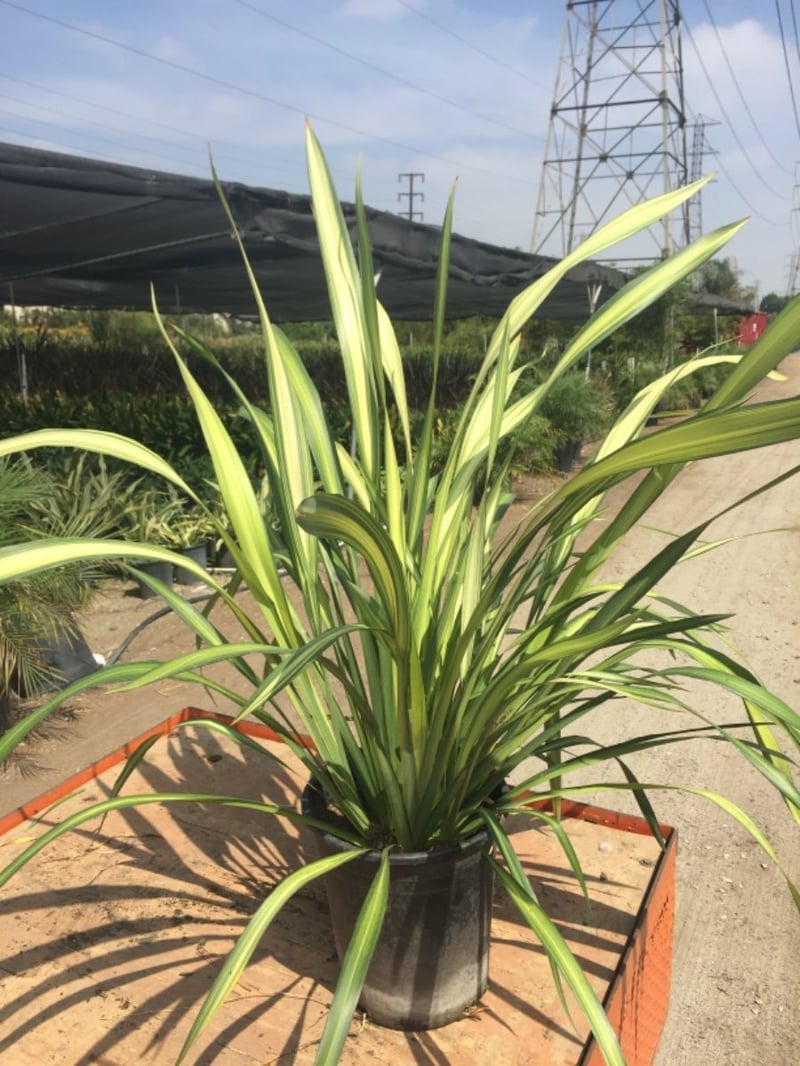 Photo for Phormium x 'Yellow Wave' (Yellow Wave New Zealand Flax)