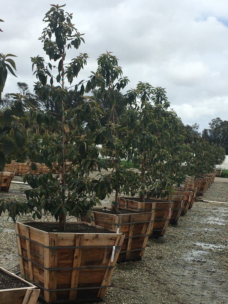 Photo for Lophostemon confertus (Tristania conferta)(Low Branching) (Brisbane Box)