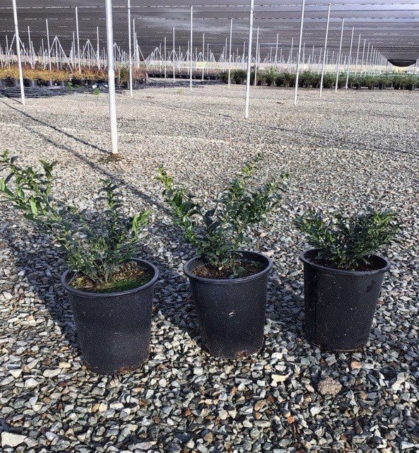 Photo for Sarcococca ruscifolia (Fragrant Sweet Box)