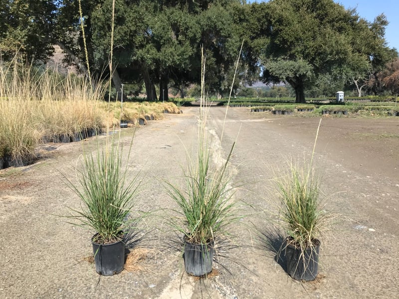 Photo for Muhlenbergia rigens (Deer Grass)