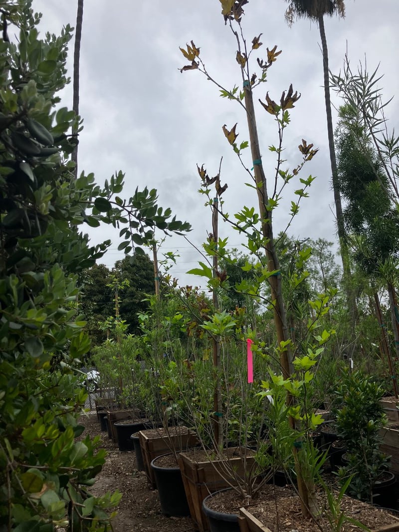 Photo for Platanus racemosa (California Sycamore)