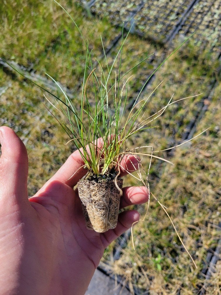 Photo for Festuca rubra 'Molate' (Creeping Red Fescue)