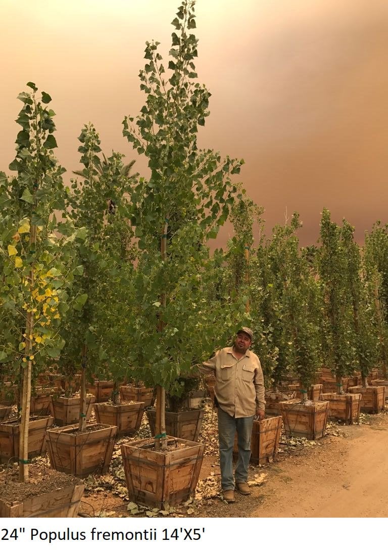 Photo for Populus fremontii (Western Cottonwood)