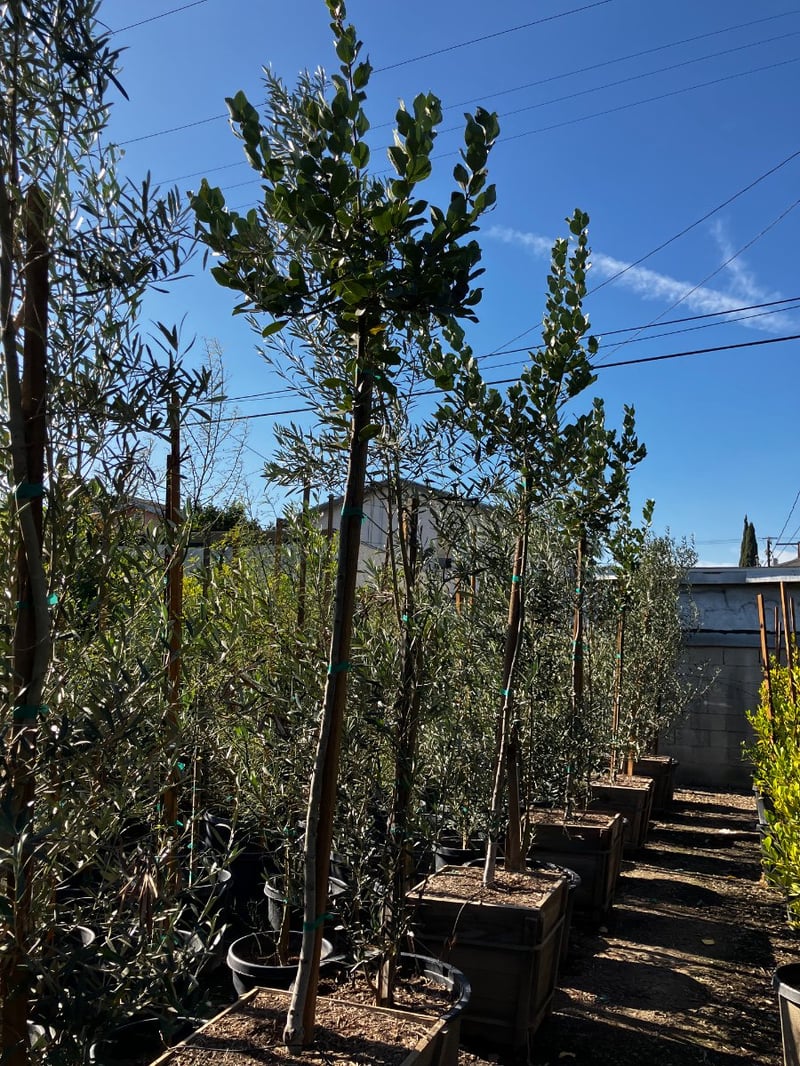 Photo for Laurus nobilis 'Saratoga' (Standard) (Saratoga Bay Laurel)