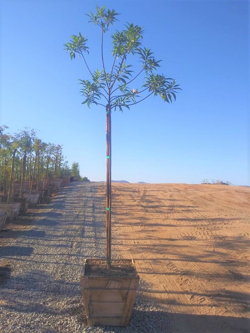 Photo for Chitalpa tashkentensis (Chitalpa)