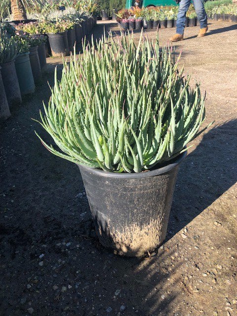 Photo for Aloe 'Blue Elf' (California Aloe, Blue Boy)