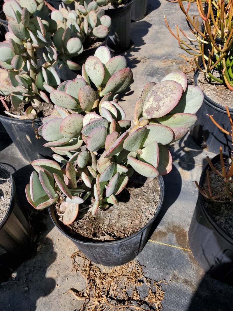 Photo for Crassula arborescens (Silver Dollar Plant)