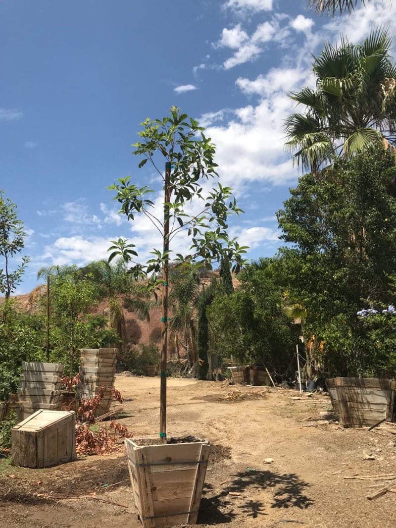 Photo for Lophostemon confertus (Tristania conferta) (Standard) (Brisbane Box)