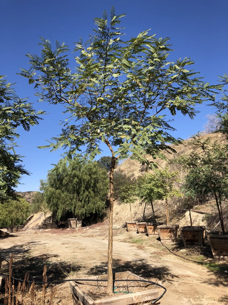 Photo for Tipuana tipu (Tipu Tree)