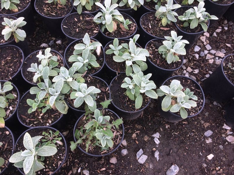 Photo for Stachys byzantina (Lamb's-Ears)